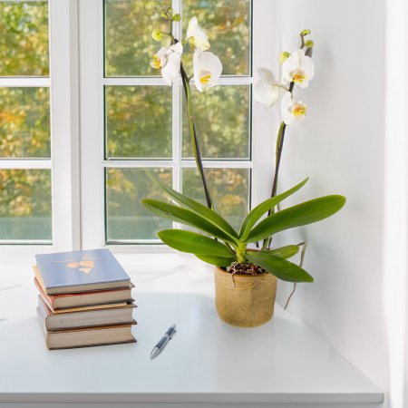 Plant Phalaenospis wit 2-tak